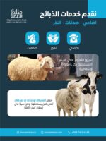 أبقار ( اللحوم - الاضاحي - النذور - العقيقة )