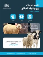 أبقار ( اللحوم - الاضاحي - النذور - العقيقة )